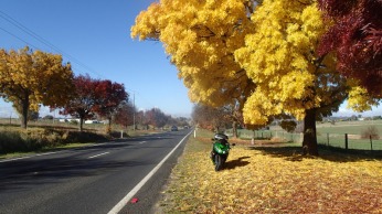 Autumn leaves out of Harden, NSW